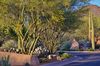 Shelly Abbott-Landscape Design West/Northwest Landscaping<br/>
Canyon Pass at Dove Mountain<br/>
Award of Excellence