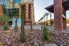 DTR Landscape Development for Phoenix Convention Center (Award of Distinction)