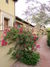 AAA Landscape Inc<br/>
The Courtyards at Desert Park<br/>
Judges Award<br/>